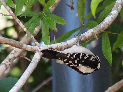 [The bird is parallel to a branch as it hangs on below it by only its feet. The head is not visible, but the white belly and a patch of white down its back as well as the black tail feather and white-tipped back side feathers are.]
